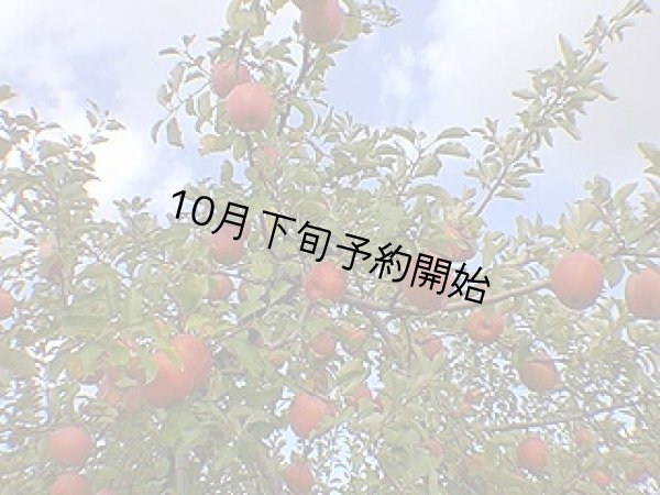 画像1: 完熟りんご『サンふじ』 秀 5kg (1)