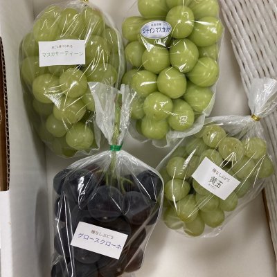 画像2: ぶどう 『品種いろいろ』 詰め合わせ