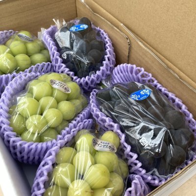 画像1: ぶどう 『品種いろいろ』 詰め合わせ