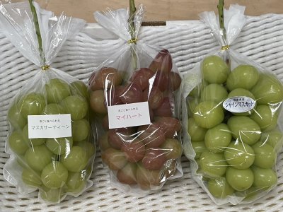 画像3: ぶどう 『品種いろいろ』 詰め合わせ