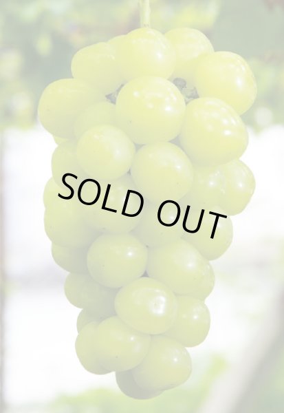 画像1: シャインの次はこれだ！園主が好きな『マスカ・サーティーン』 (1)