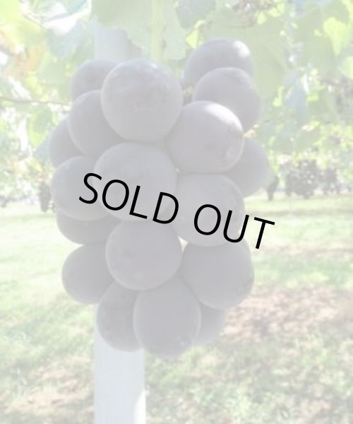 画像1: 新品種！超大粒ぶどう『グロースクローネ』 (1)